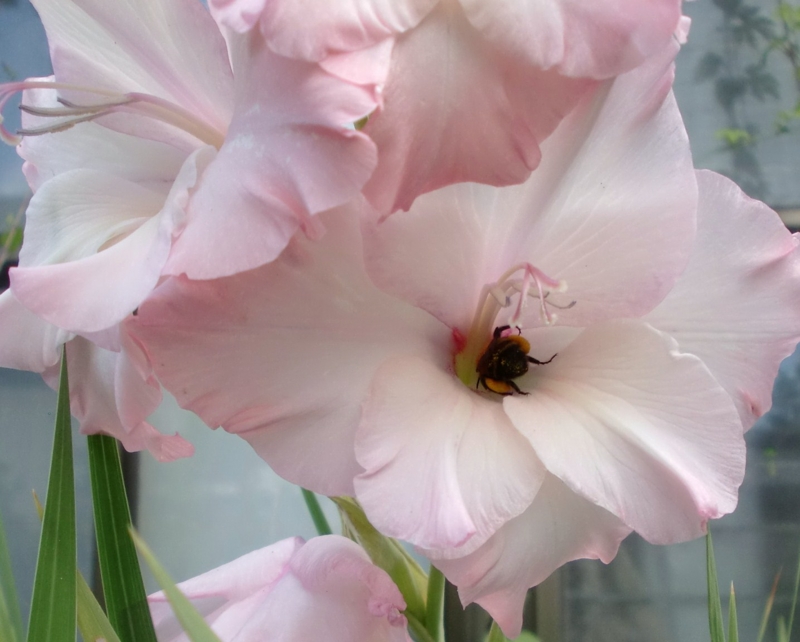 f:id:mia-siro-no:20150824071521j:image:w640