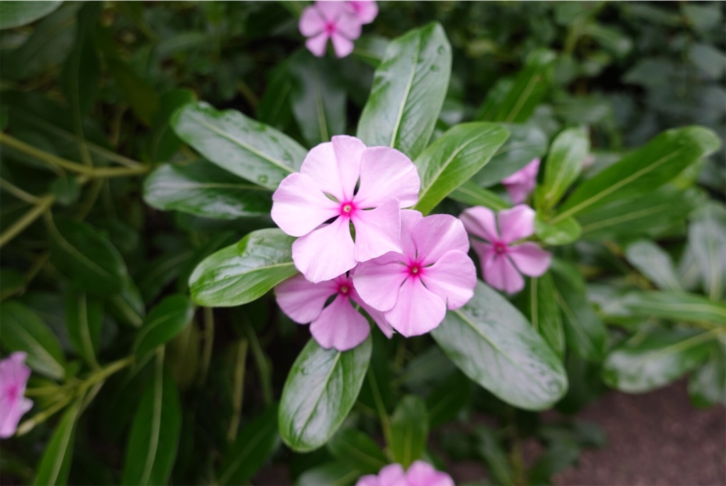f:id:mia109:20191103014934j:image f:id:mia109:20191103014934j:image