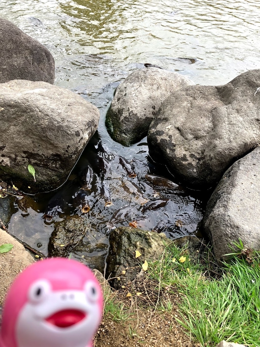f:id:miapom618:20190516010226j:plain