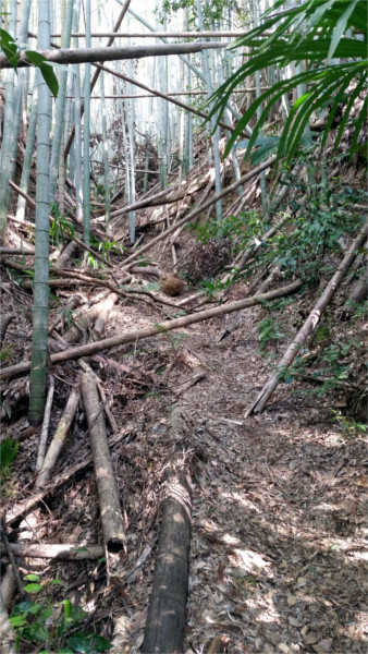 Mountain Path (2020-1) f:id:micalaud:20200308162454j:plain