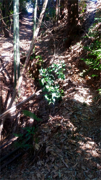 Mountain Path (2020-2) f:id:micalaud:20200308162931j:plain
