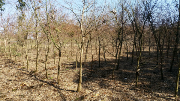 Mountain Path (2020-4) f:id:micalaud:20200308163712j:plain