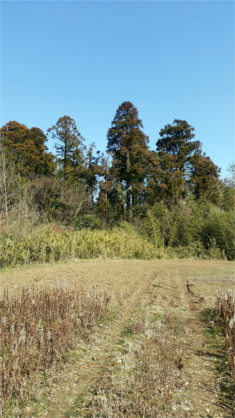 Remain of Castle (2020-3) f:id:micalaud:20200308170113j:plain