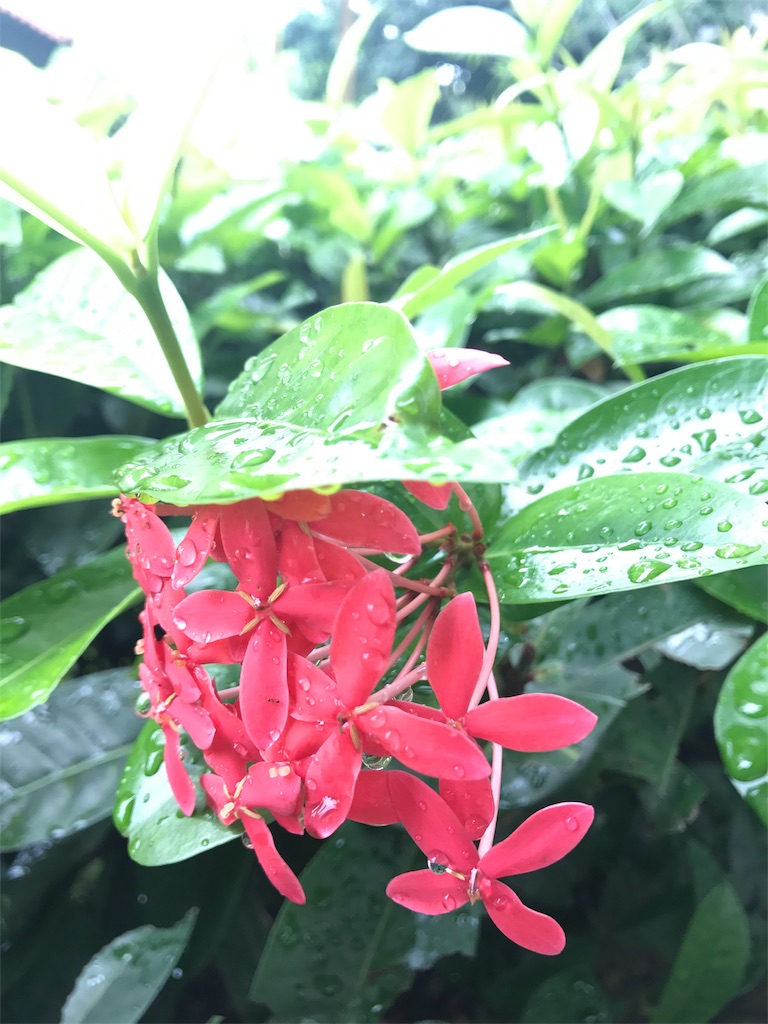 f:id:micasmile:20170627235837j:image