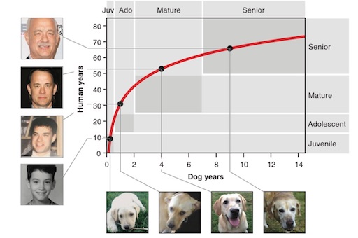 研究 犬の年齢は7倍ではない 最新の犬年齢計算法 冴えない会社員の育て方