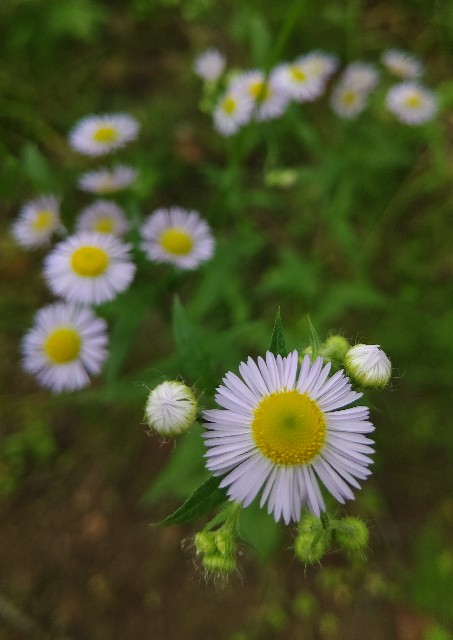 f:id:micchi-blog:20210102200735j:image