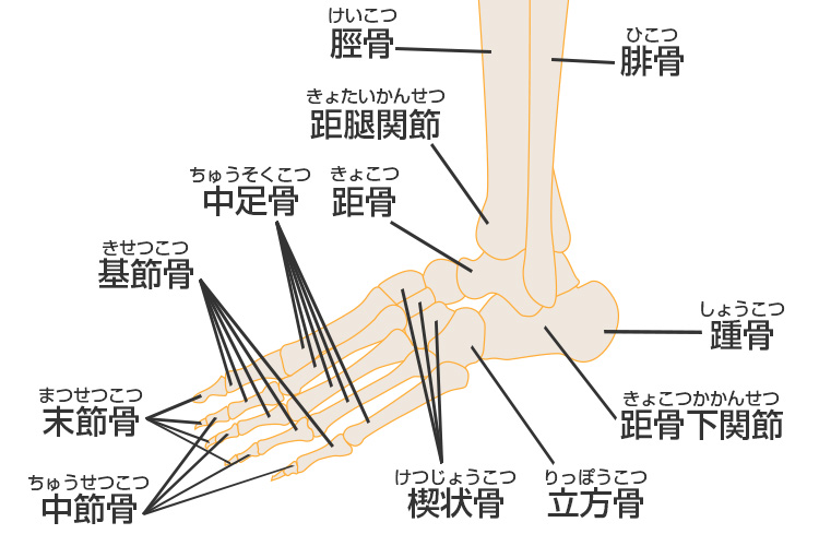 足関節の解剖学的名称 Tempgeeksran4