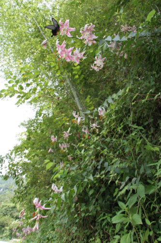 20100730112746