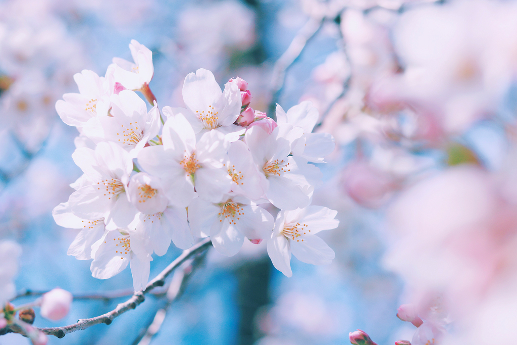 f:id:michannel:20190305021856j:plain f:id:michannel:20190305021856j:plain