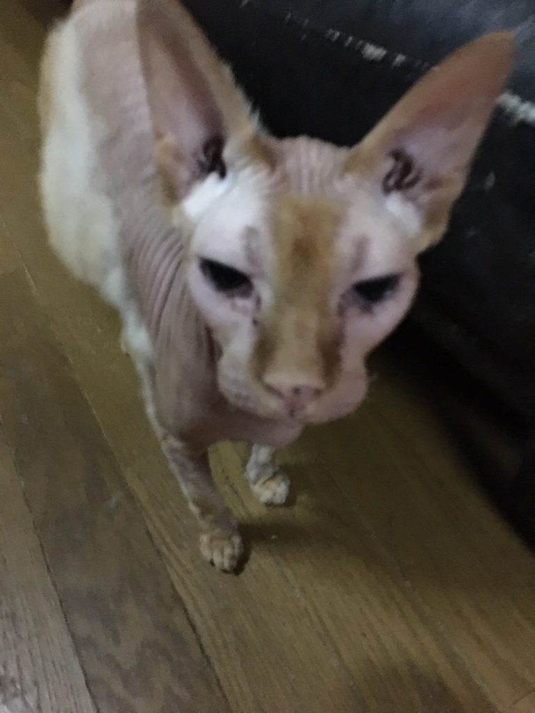 f:id:michelpoyo:20180427002804j:plain