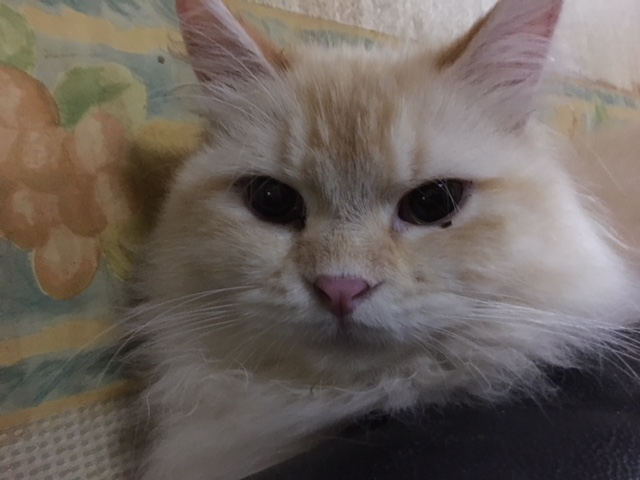 f:id:michelpoyo:20180428002448j:plain