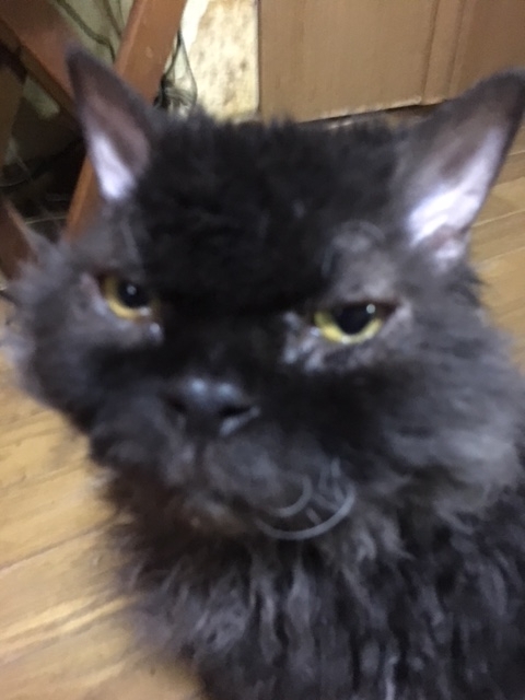 f:id:michelpoyo:20180502000004j:plain