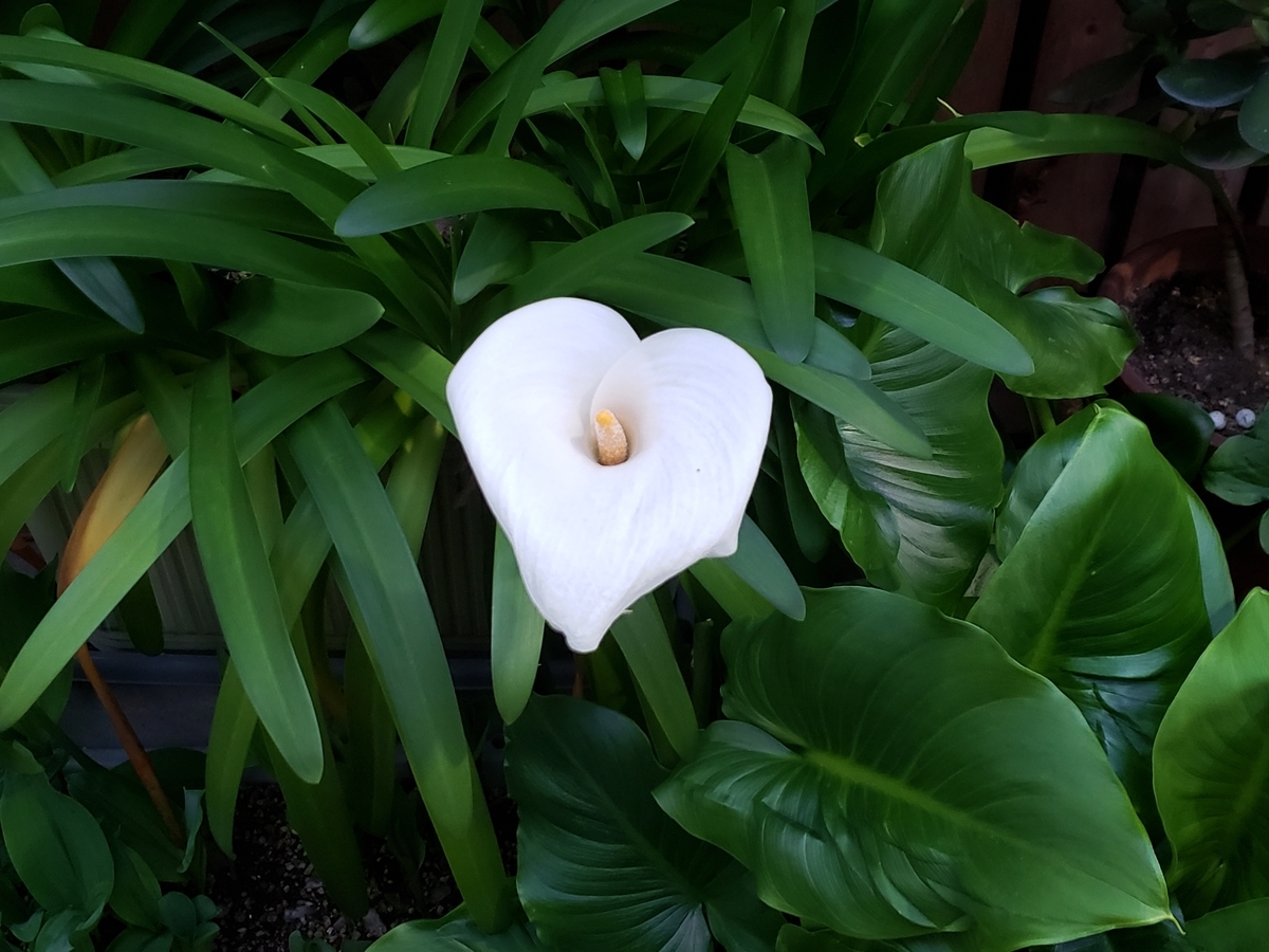 f:id:michi-blog:20200503121048j:plain