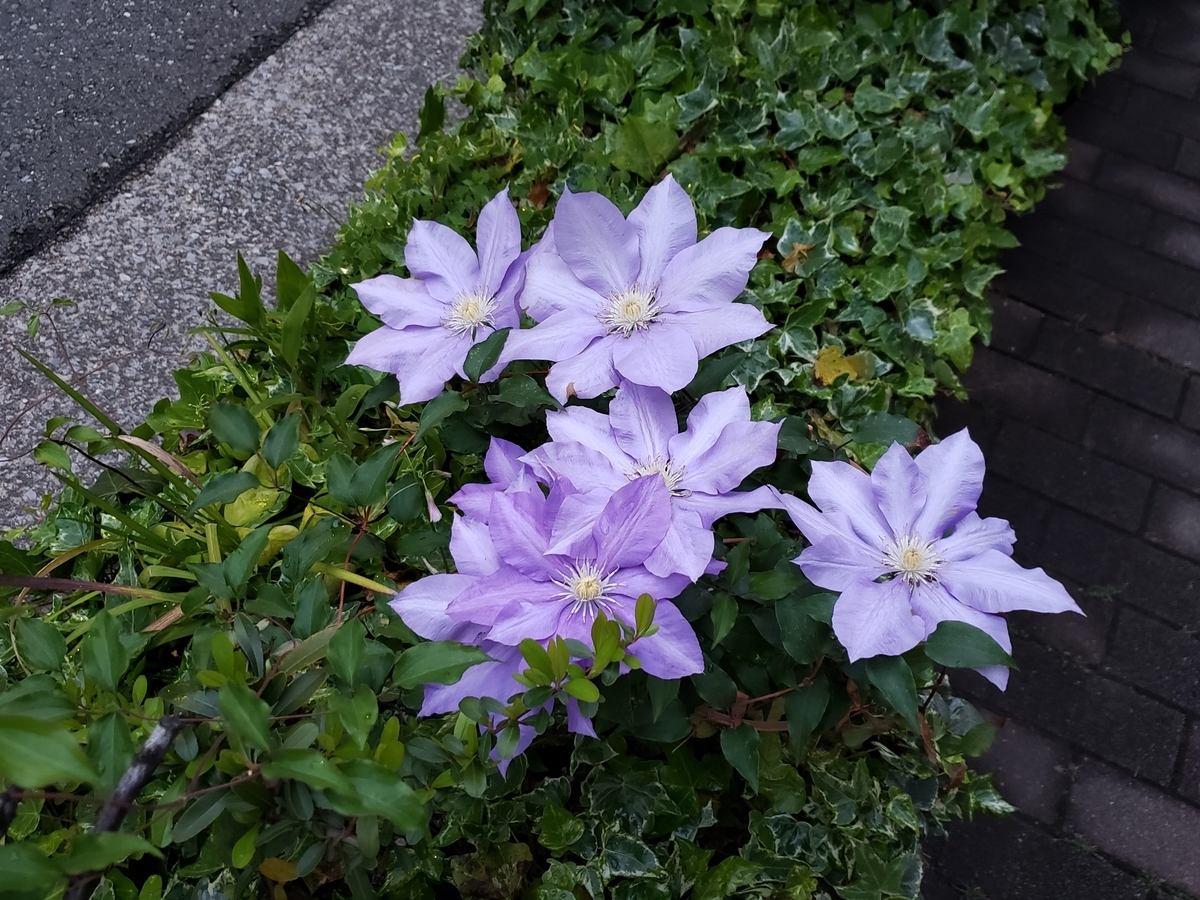 f:id:michi-blog:20200503122604j:plain