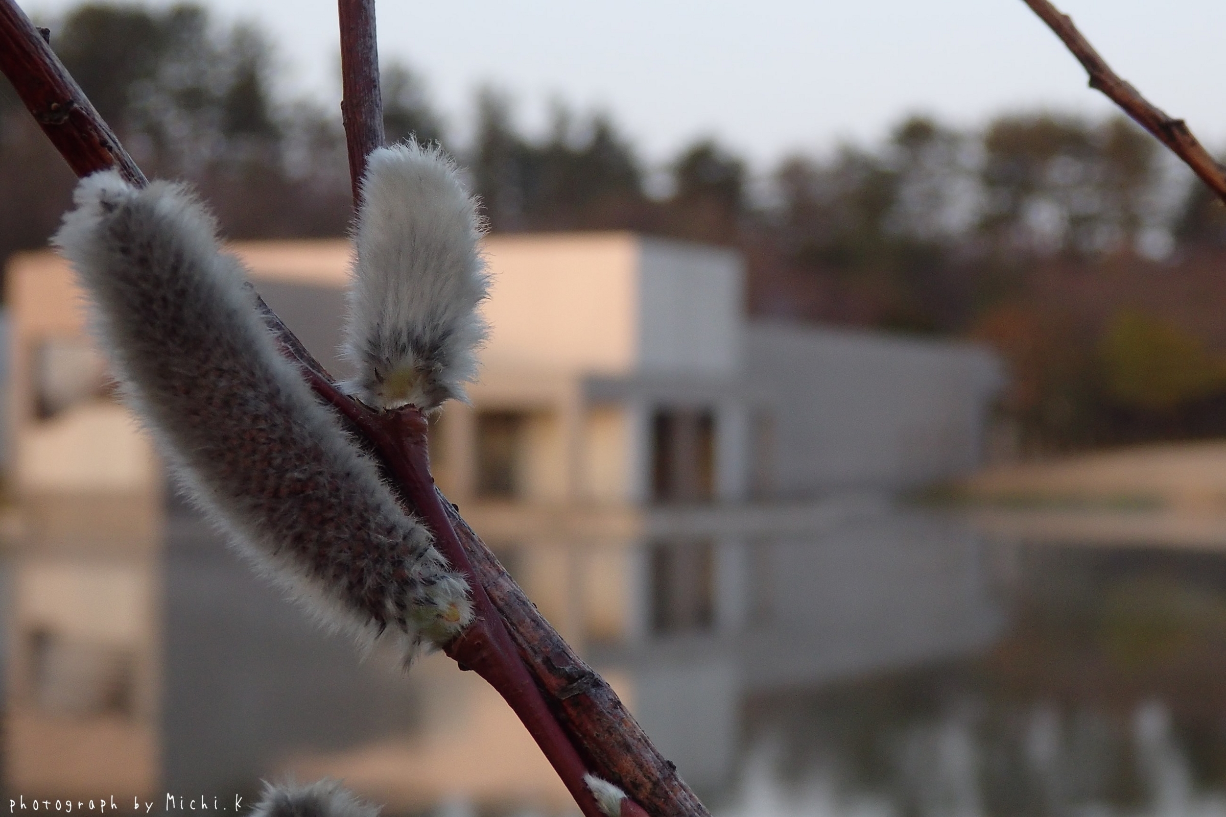 土門拳記念館 2018/3/31 早朝散歩（その5）