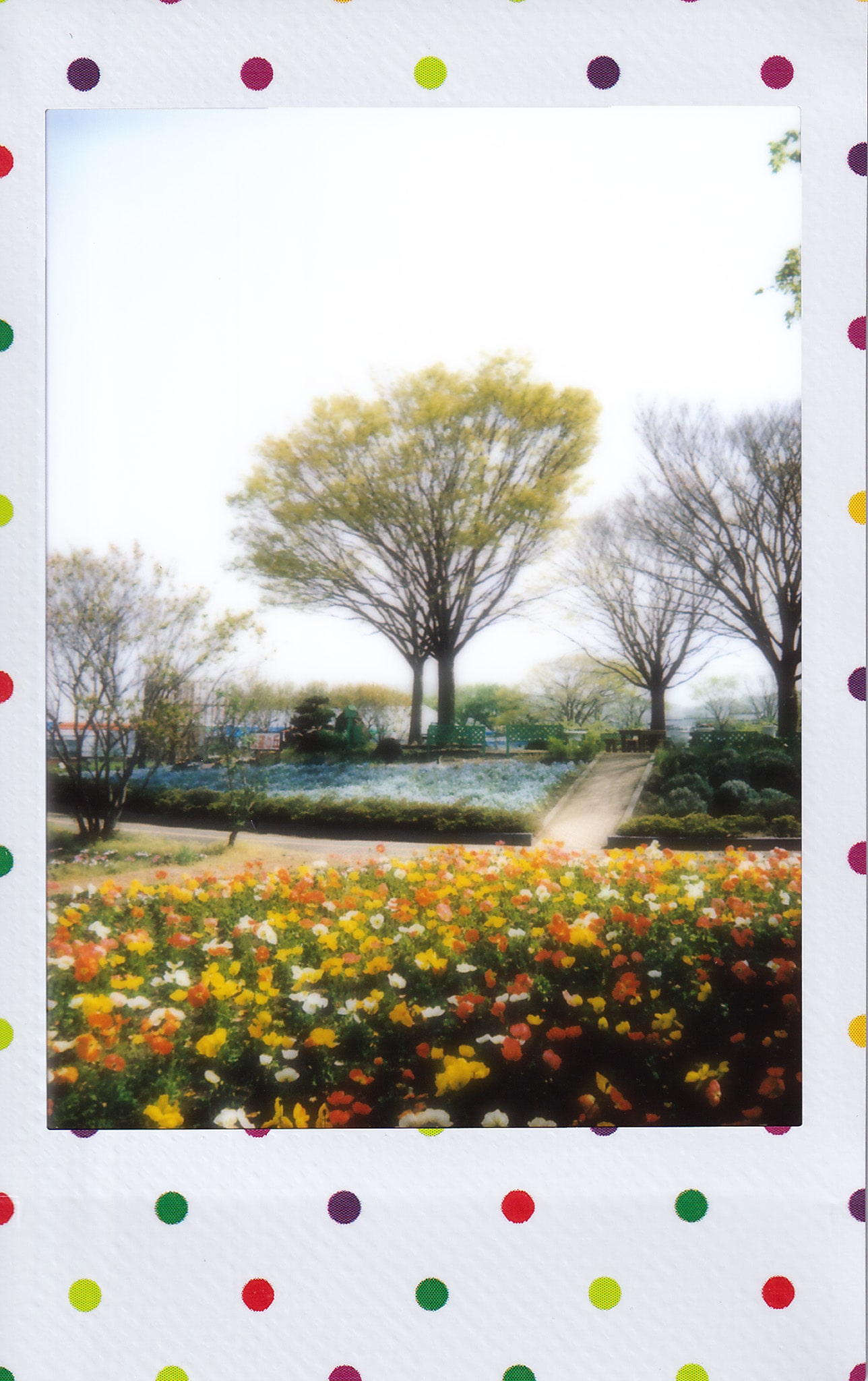ハーブワールドａｋｉｔａ 21 5 8 チェキフィルム Return To Orion