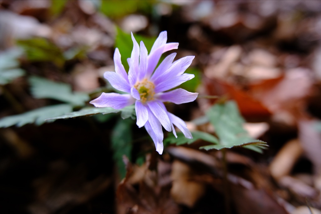 f:id:michi-trail:20210320183154j:image f:id:michi-trail:20210320183154j:image
