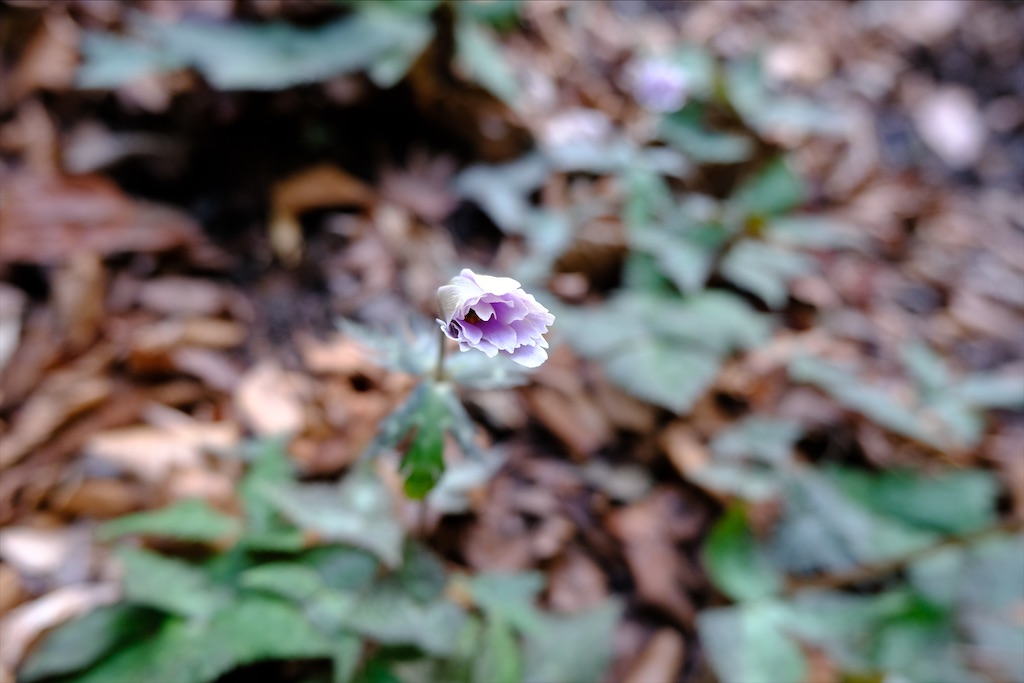 f:id:michi-trail:20210320183159j:image