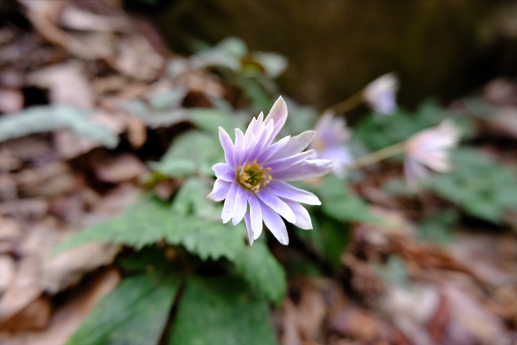 f:id:michi-trail:20210320183257j:image f:id:michi-trail:20210320183257j:image