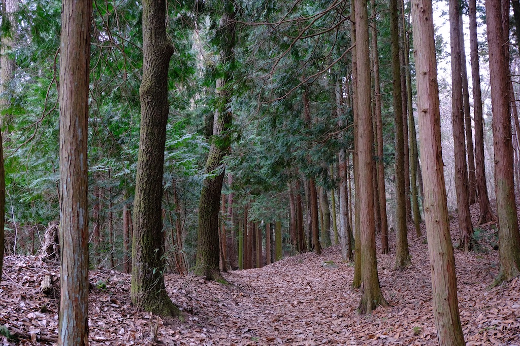 f:id:michi-trail:20210320183322j:image f:id:michi-trail:20210320183322j:image