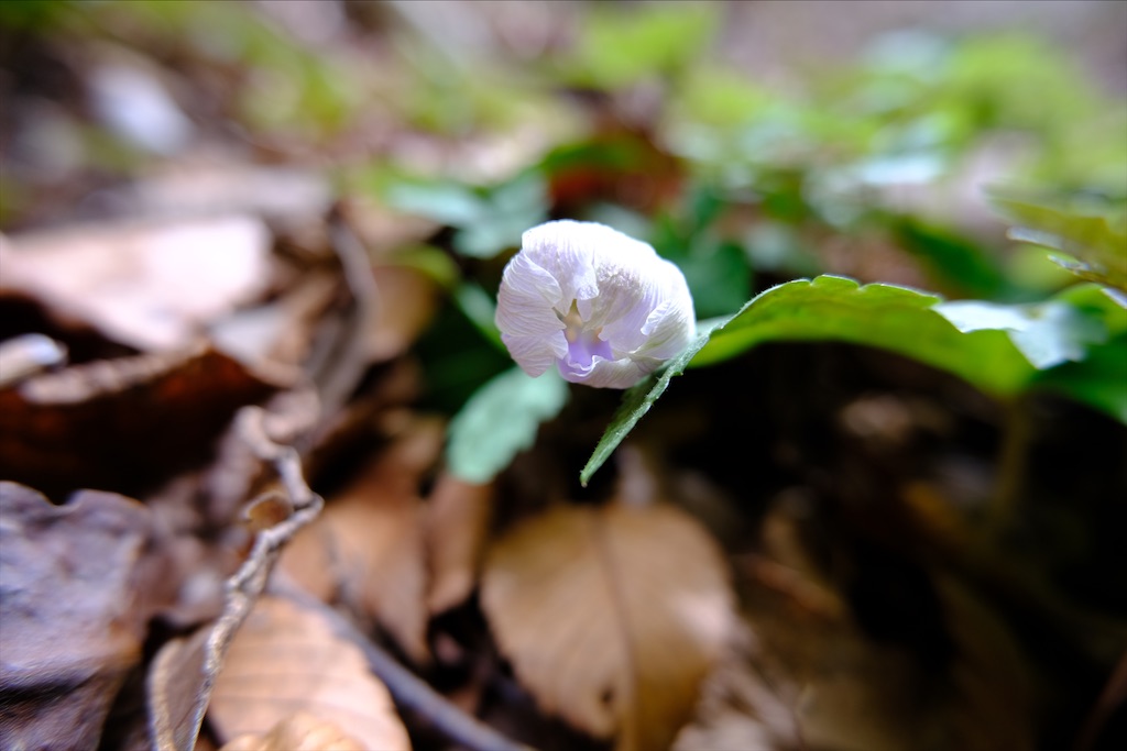 f:id:michi-trail:20210320183348j:image f:id:michi-trail:20210320183348j:image