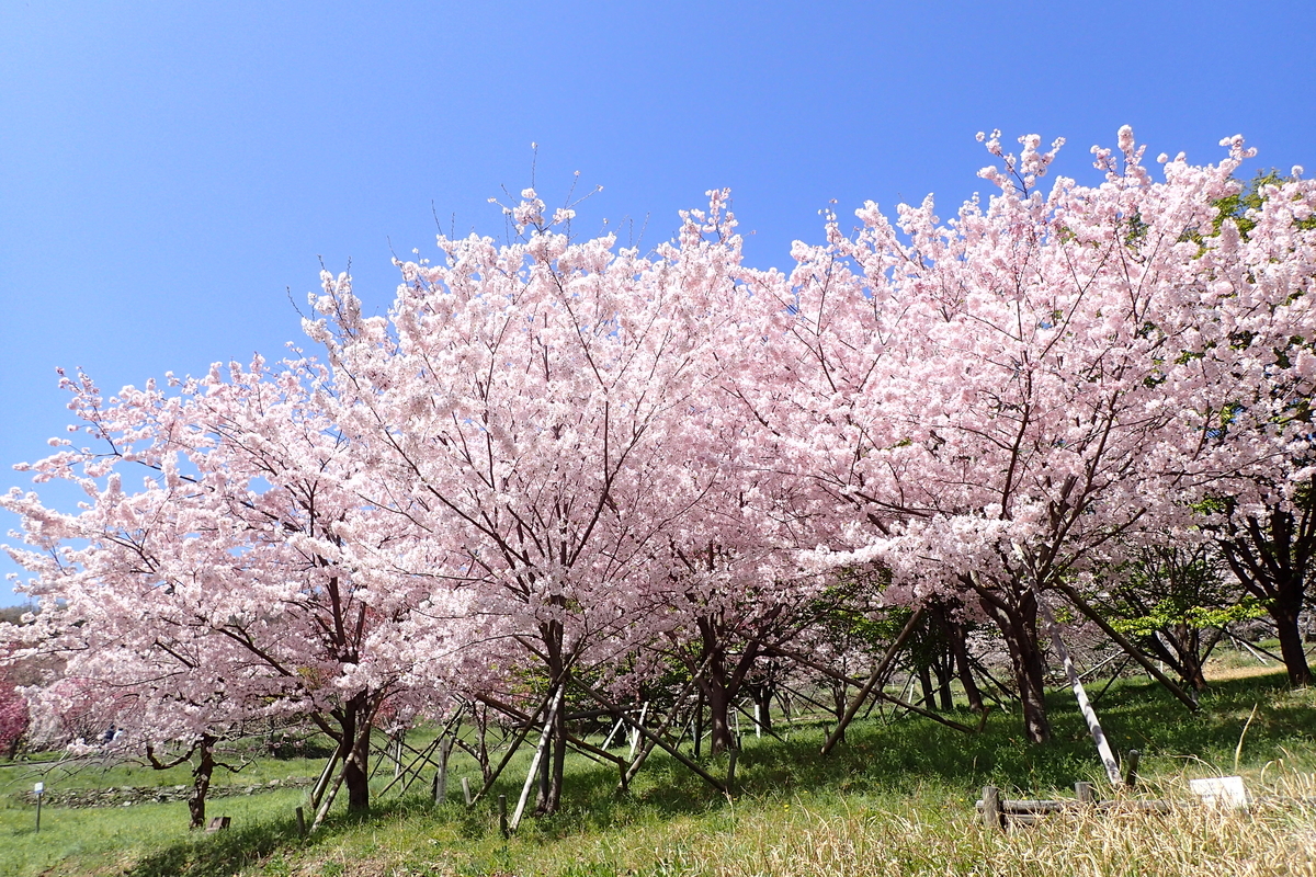 f:id:michi-trail:20210327172534j:plain
