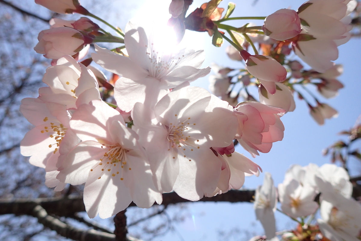 f:id:michi-trail:20210327172638j:plain