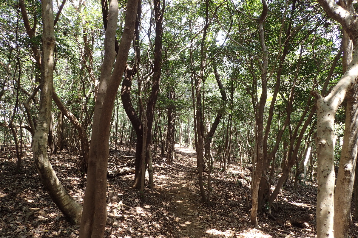 f:id:michi-trail:20210327172659j:plain
