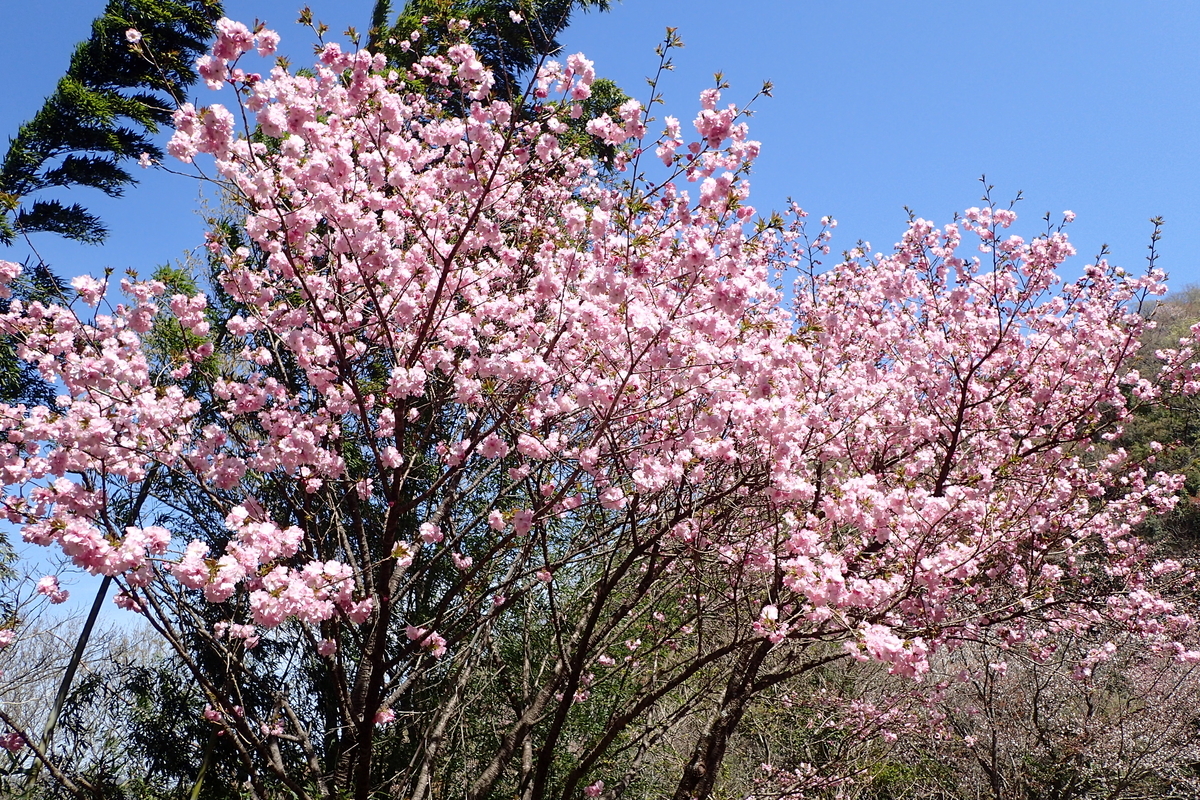 f:id:michi-trail:20210327173005j:plain