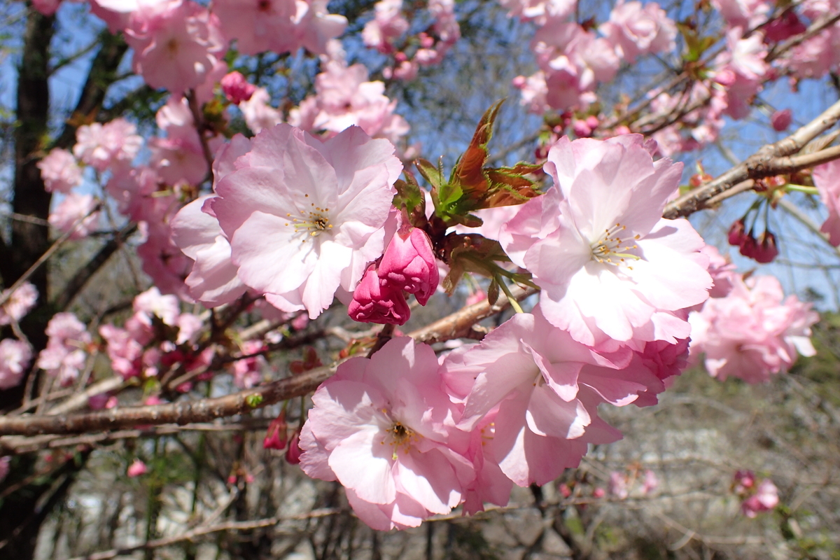 f:id:michi-trail:20210327173104j:plain
