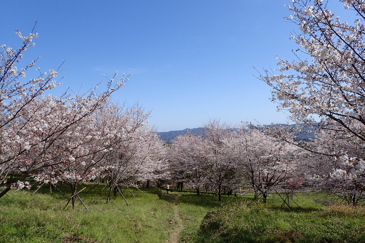 f:id:michi-trail:20210327173228j:plain