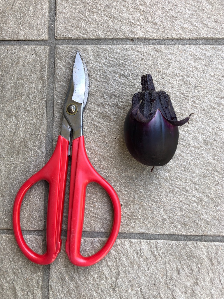 f:id:michihirohiromichi:20190531111633j:image