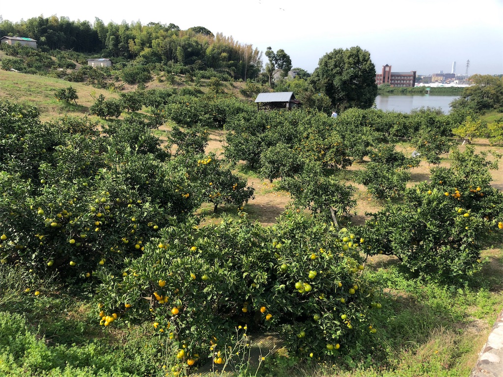 f:id:michihirohiromichi:20191113002312j:image