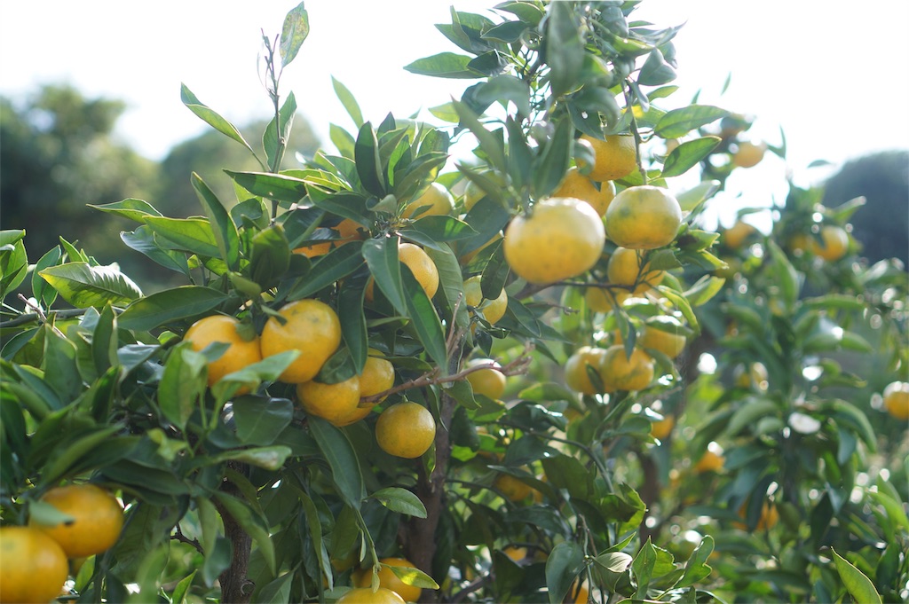 f:id:michihirohiromichi:20191113002344j:image