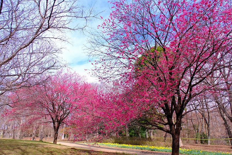 寒緋桜（3/4） - 三太の写真日記