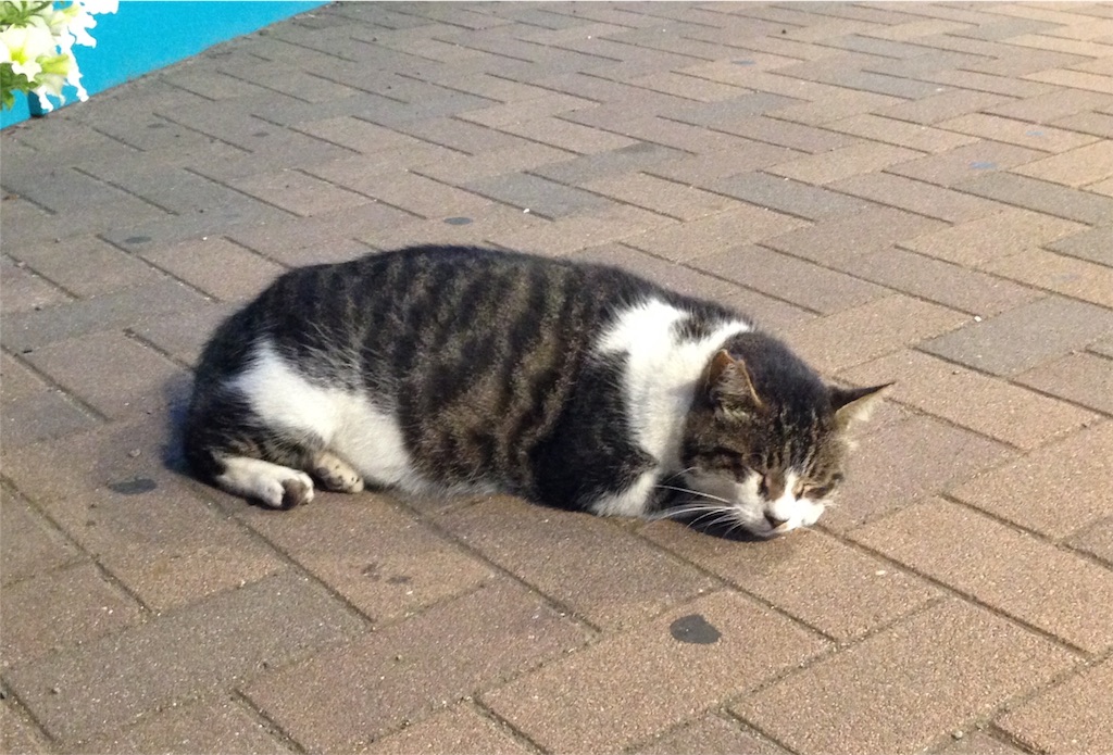 f:id:michiko0309:20180817002158j:image f:id:michiko0309:20180817002158j:image