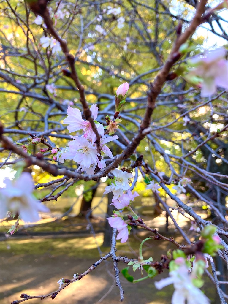 f:id:michiko_0609:20241127192407j:image