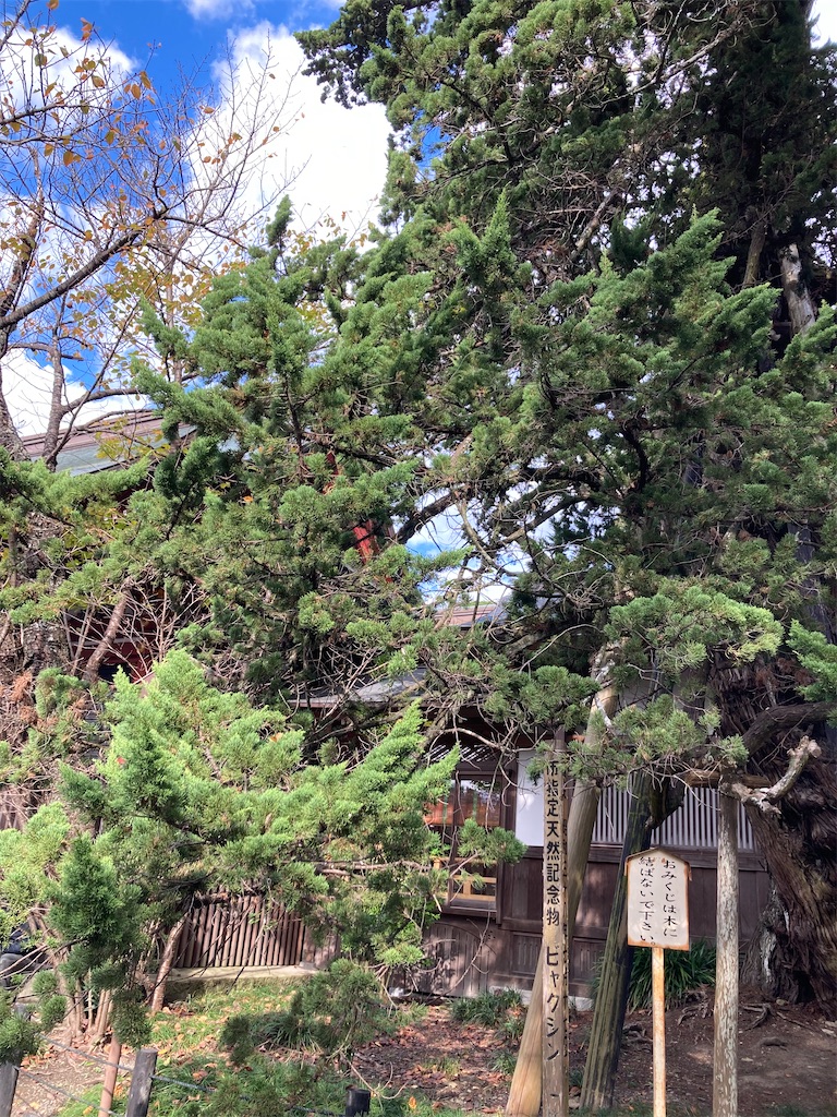 f:id:michiko_0609:20241127192425j:image