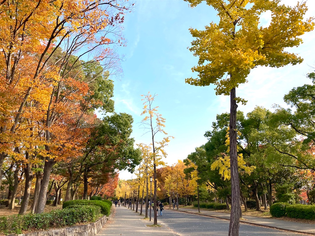 f:id:michiko_0609:20241203204944j:image