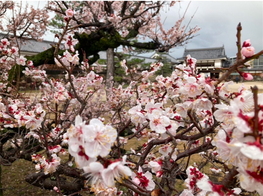 f:id:michiko_0609:20250101184231j:image