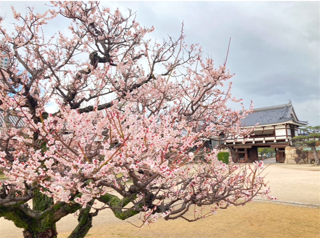 f:id:michiko_0609:20250101184336j:image