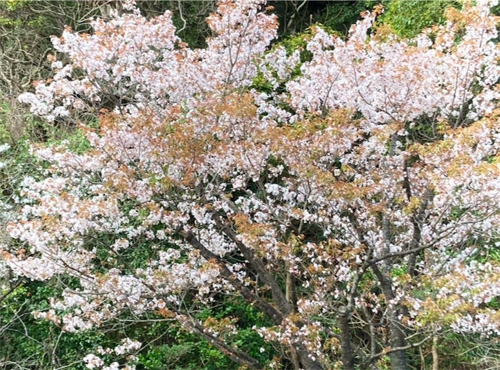 f:id:michiko_0609:20250203193537j:image