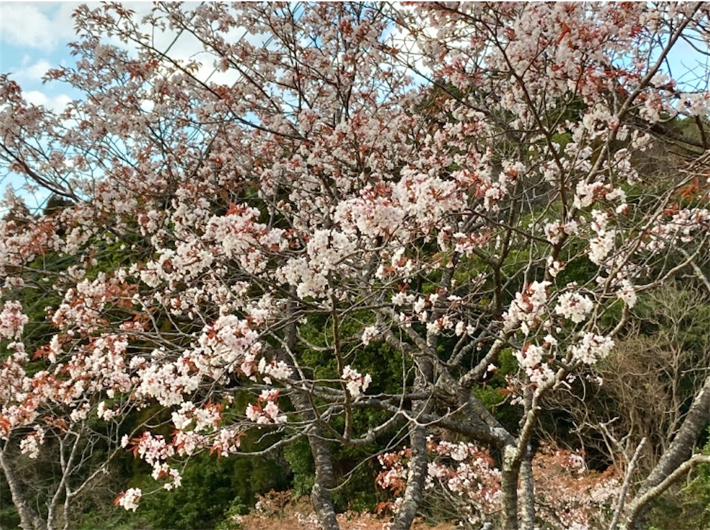 f:id:michiko_0609:20250203194411j:image