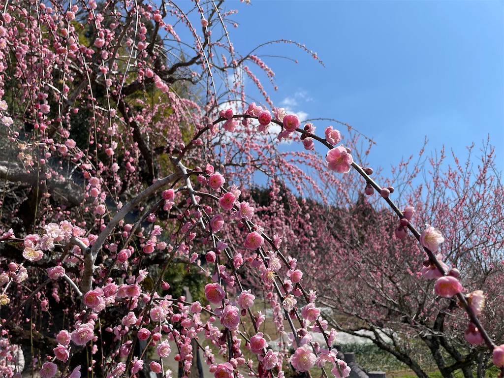 f:id:michiko_0609:20250320190117j:image