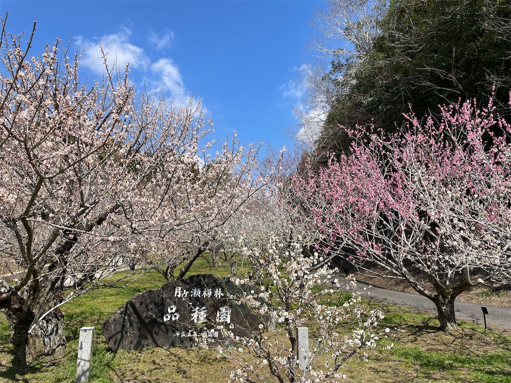 f:id:michiko_0609:20250320195353j:image