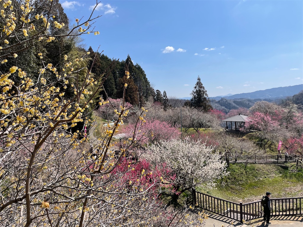 f:id:michiko_0609:20250320195401j:image