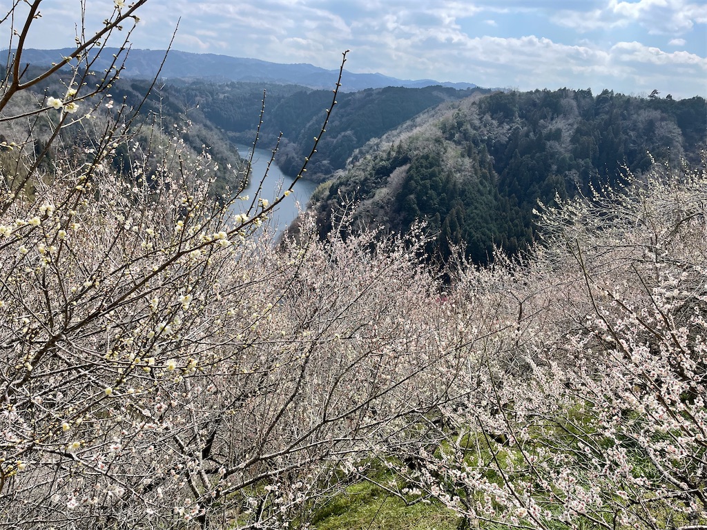 f:id:michiko_0609:20250320195405j:image