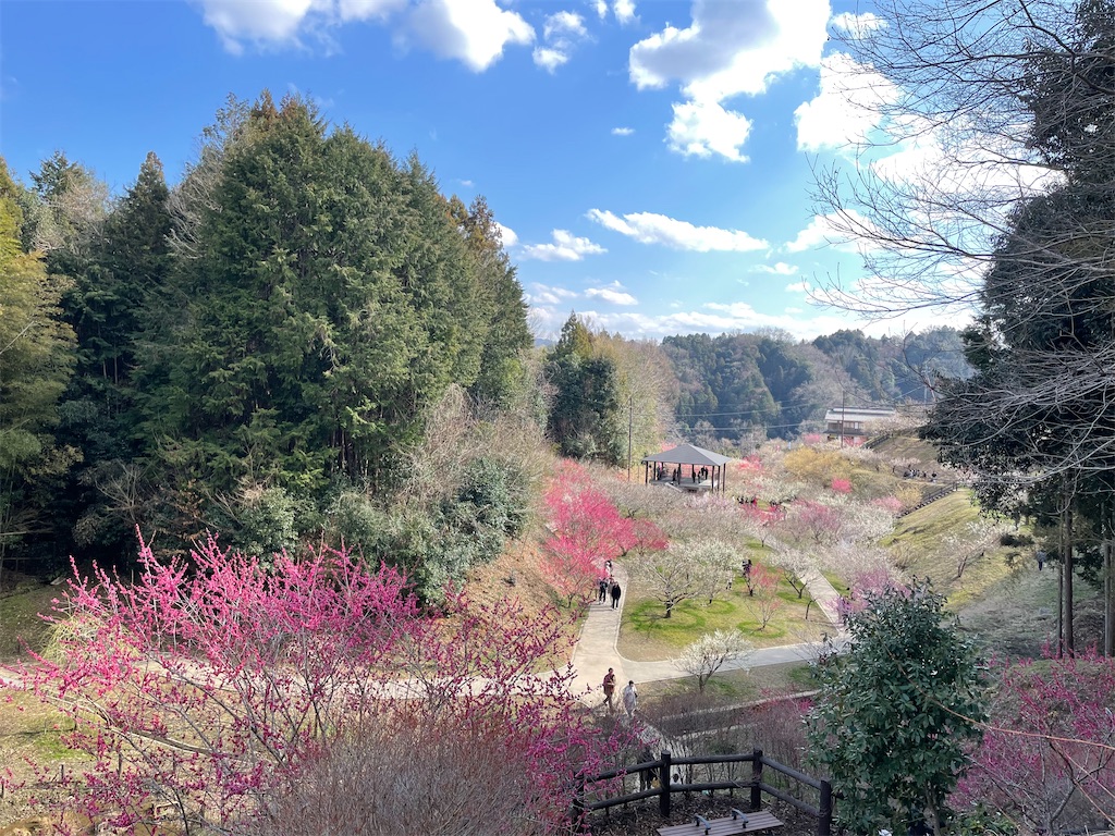 f:id:michiko_0609:20250320200515j:image