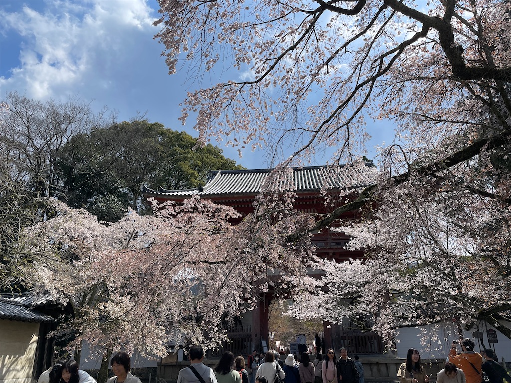 f:id:michiko_0609:20250416091121j:image