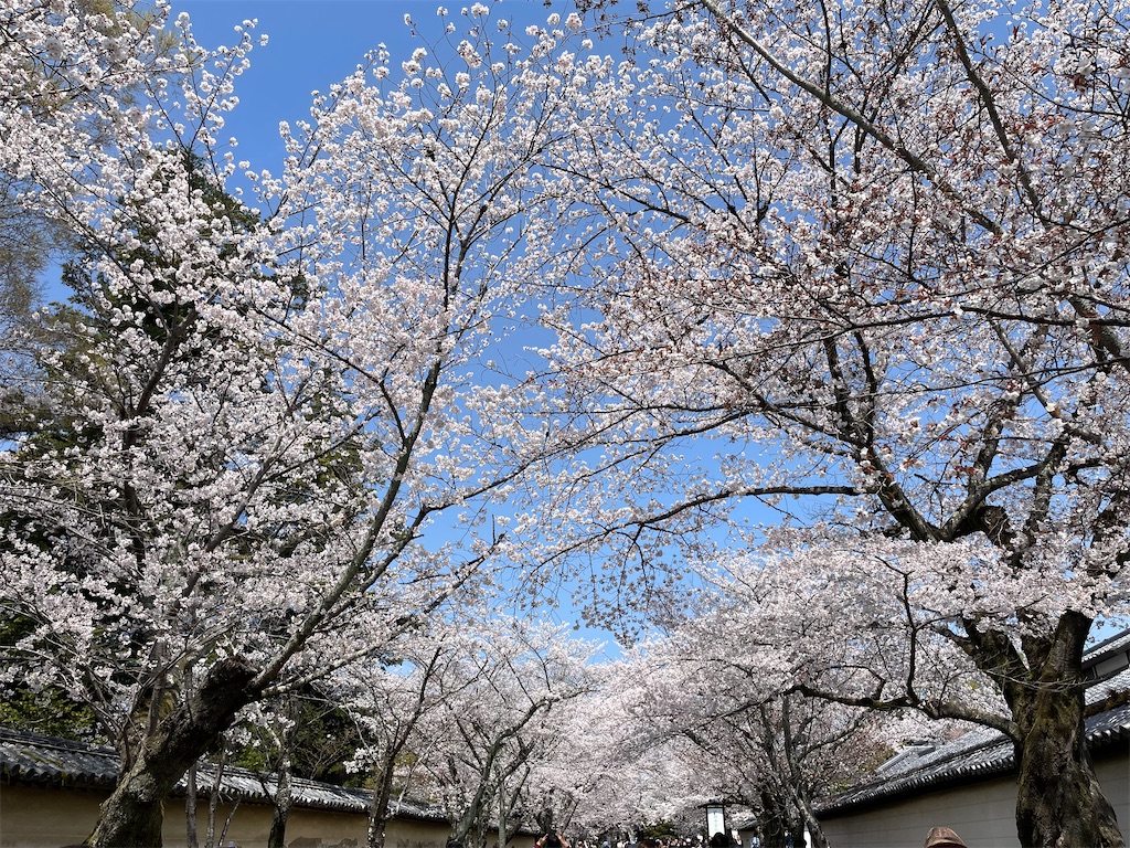 f:id:michiko_0609:20250416122828j:image